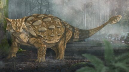 How Ankylosaurs Got Their Clubs