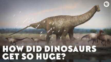 How Did Dinosaurs Get So Huge?