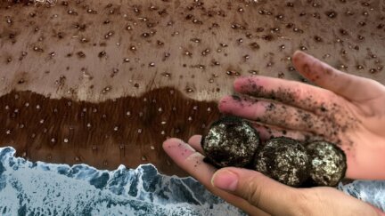 How Millions of Endangered Sea Turtles Find This Tiny Beach