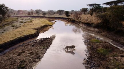 Purgatory | Katavi: Africa's Fallen Paradise