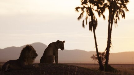 Salvation | Katavi: Africa's Fallen Paradise