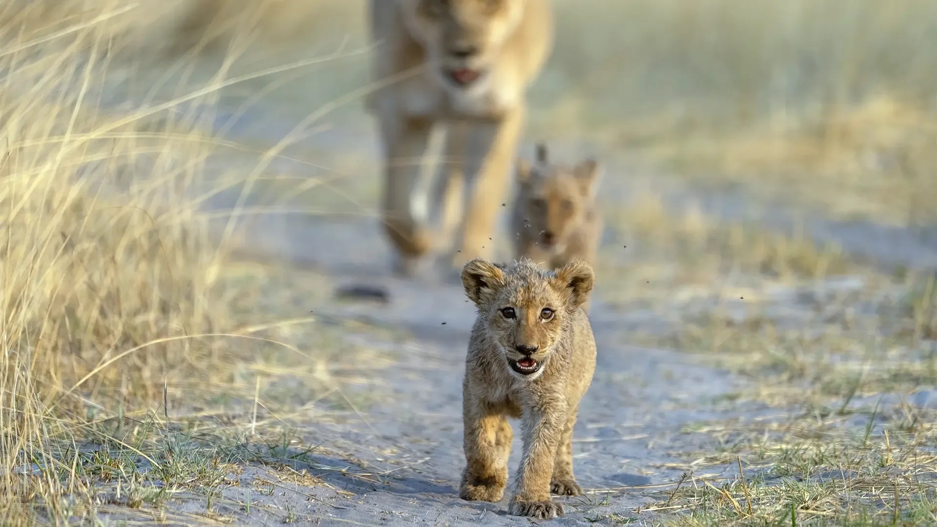 Big cats 24 7